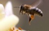Comment sauver les abeilles des pesticides?